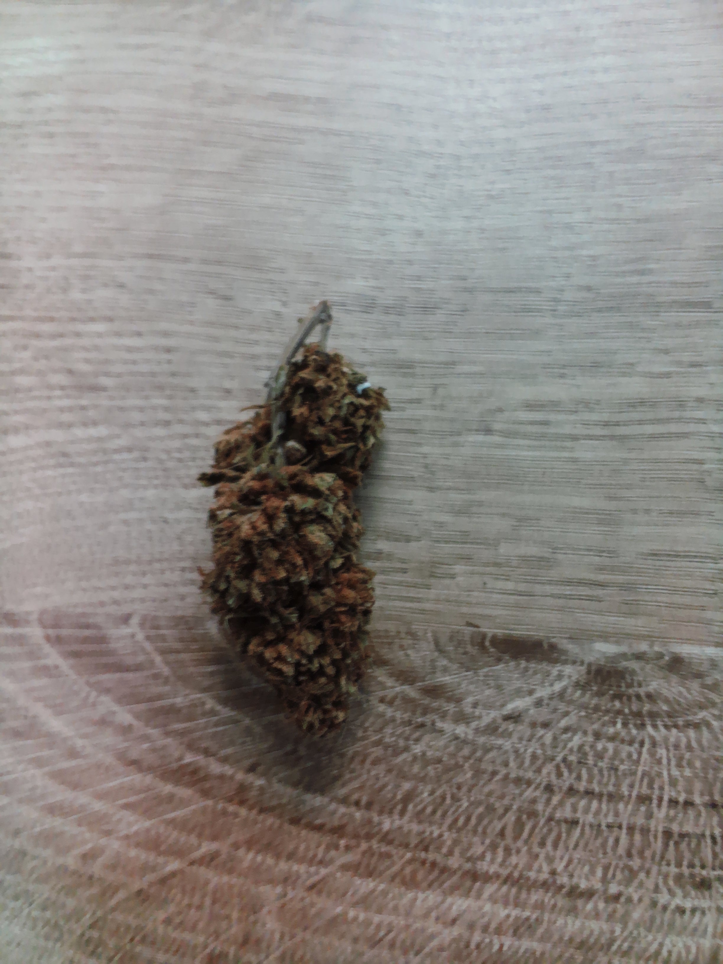 Fleurs ALIEN SKUNK